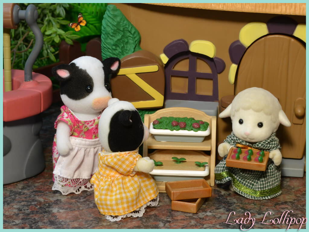 Buttercup cows and Dale Sheep on the farm